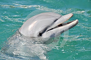 Dolphin Smiling Close Up