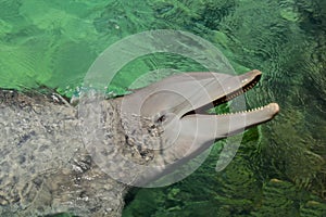 Dolphin smiling