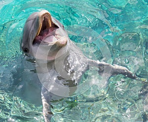 Dolphin smiling in the ocean