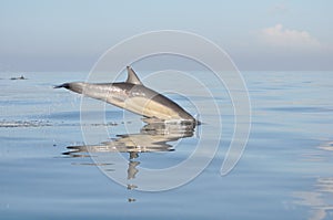 Dolphin south africa