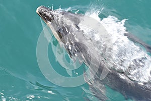 Dolphin speeding and blowing while surfacing