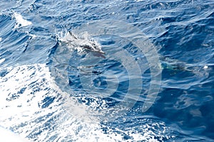 Dolphin Speeding for a Jump