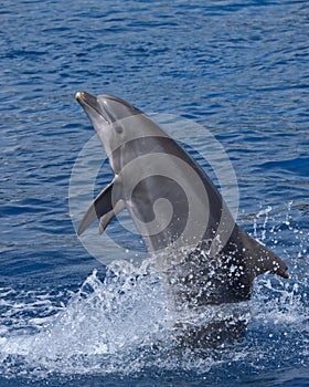 Dolphin standing