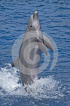Dolphin standing