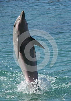 Dolphin standing on flippers