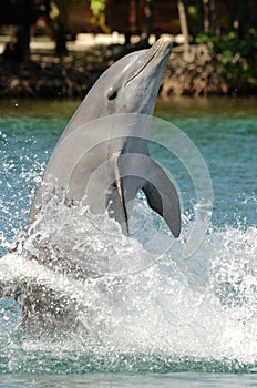 Dolphin standing on tail