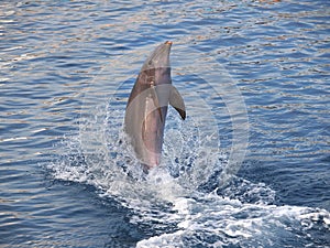 Dolphin