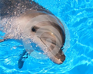 Dolphin - Stock Photos