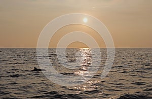 Dolphin at sunset in Hawaii