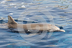 Dolphin on the surface of the water