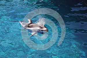Dolphin surfacing photo