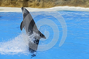 Dolphin swim above blue water with his fin. Closeup of dolphin. Intelligent mammal in the pool. Bottlenose dolphin