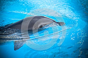 Dolphin swim in the blue water. Closeup of dolphin head