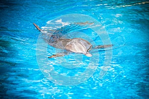 Dolphin swim in the blue water. Closeup of dolphin head