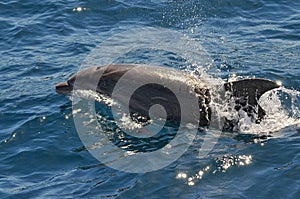 Dolphin swim in clear waters of Port Jackson near Sydney, Australia