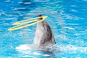 Dolphin swim and dancing in the pool with acrobatic rings