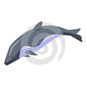 Dolphin swim icon, isometric style