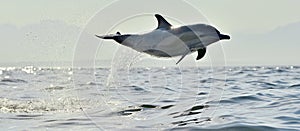 Dolphin swim and jumping from the water.