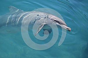 Dolphin Swim at Seaquarium