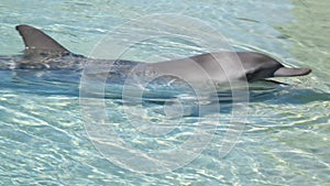 Dolphin swim in shallow water