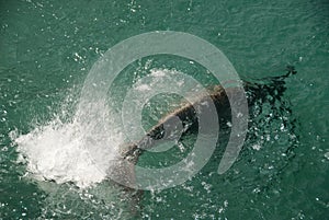 Dolphin swimming