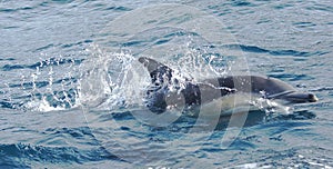 Dolphin Swimming