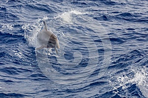 Dolphin swimming in Atlantic Ocean near the coast of Tenereife