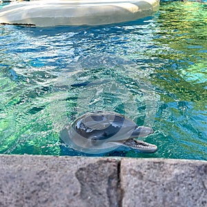 Dolphin swimming in Blue Water