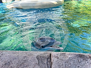 Dolphin swimming in Blue Water