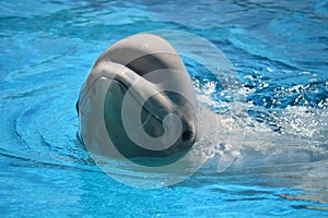 Dolphin swimming in blue water