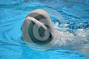 Dolphin swimming in blue water photo