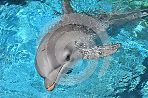 Dolphin Swimming Closeup