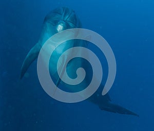 Dolphin swimming with divers in the Red Sea