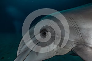 Dolphin swimming with divers in the Red Sea