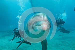 Dolphin swimming with divers in the Red Sea a.e