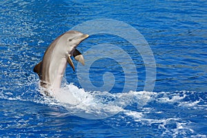 Dolphin