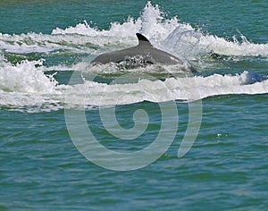 Dolphin Swimming, Florida