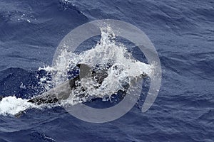 Dolphin swimming at high speed with splashes in the ocean. Common dolphin Delphinus delphis in natural habitat. Marine mammal in N
