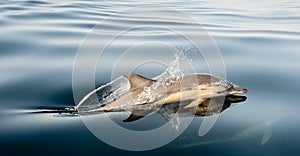 Dolphin, swimming in the ocean