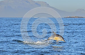 Dolphin, swimming in the ocean and hunting for fish. Dolphin swim and jumping from the water. The Long-beaked common dolphin scie