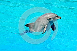 Dolphin swimming in a pool