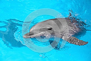 Dolphin swimming in pool at marine mammal park