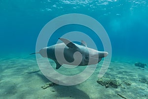 Dolphin swimming in the Red Sea