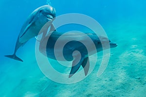 Dolphin swimming in the Red Sea, Eilat Israel