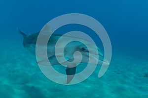 Dolphin swimming in the Red Sea, Eilat Israel