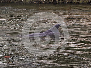 Dolphin swimming