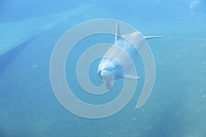 Dolphin Swimming Under Water