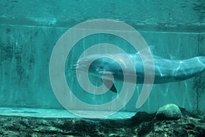 Dolphin Swimming Underwater at Aquarium