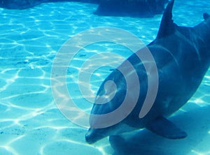 Dolphin Swimming Underwater at Aquarium