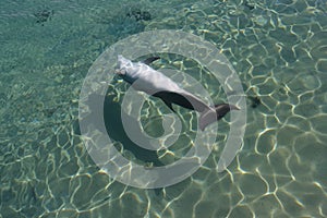 Dolphin Swimming Upside Down